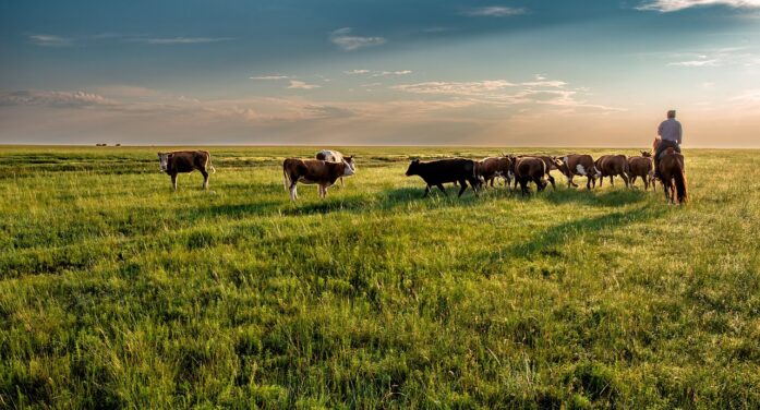 Repent of false gods to improve the food crisis; Cattle Herd Shrinks To 1951 Lows; Pray. Lord, You are America’s God. The USA has “no other gods”. In Jesus’ name. Amen.