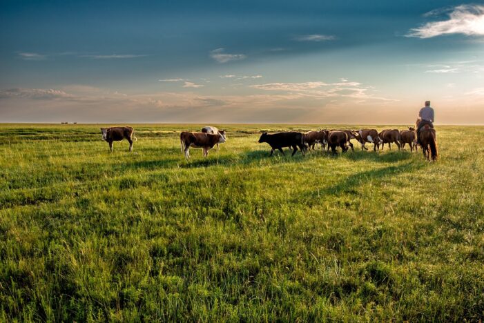 Repent of false gods to improve the food crisis; Cattle Herd Shrinks To 1951 Lows; Pray. Lord, You are America’s God. The USA has “no other gods”. In Jesus’ name. Amen.